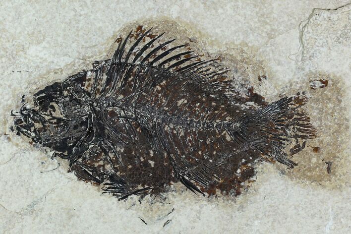 Bargain Fossil Fish (Cockerellites) - Green River Formation #129628